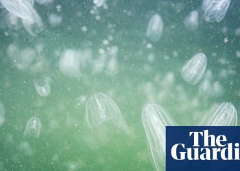 Helpless blob of jelly is a formidable predator | Environment