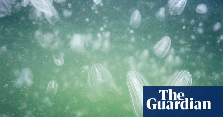 Helpless blob of jelly is a formidable predator | Environment