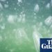 Helpless blob of jelly is a formidable predator | Environment