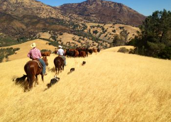BQA positively influences consumer confidence in beef