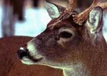 Agriculture Secretary announces funding to combat chronic wasting disease in Pa. deer