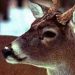 Agriculture Secretary announces funding to combat chronic wasting disease in Pa. deer
