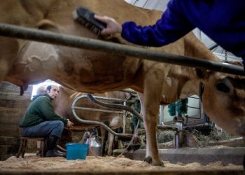 Valley News – Vt. dairy farm tries to stay ahead of consumers, on top of genetics