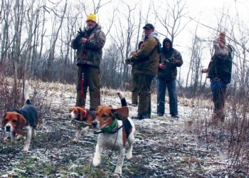 Dog gone fun: Beagle club raises funds for St. Jude | News, Sports, Jobs