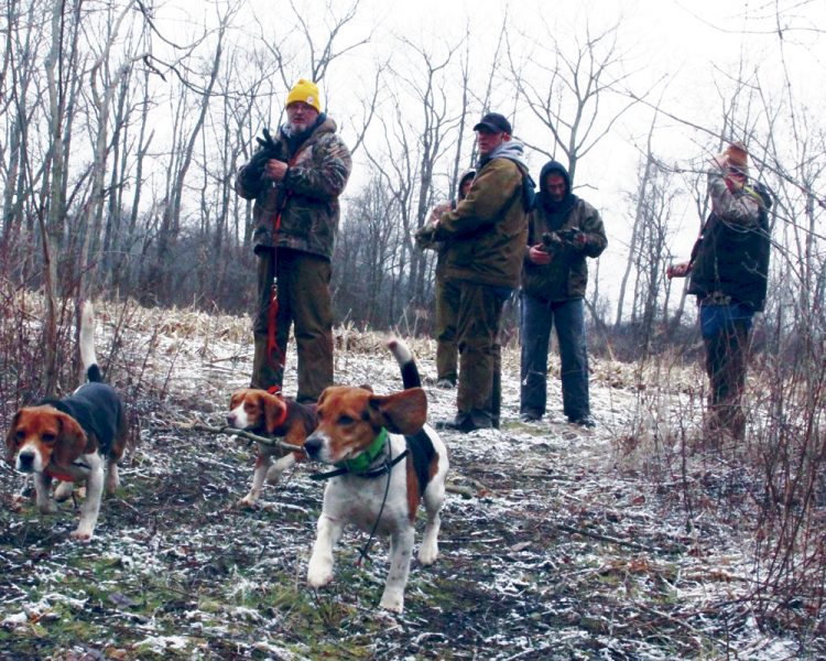 Dog gone fun: Beagle club raises funds for St. Jude | News, Sports, Jobs