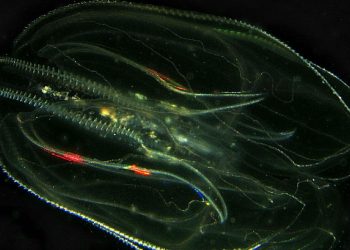 Invasive comb jellyfish in the Adriatic Sea are harming Italy’s anchovy population — Quartz