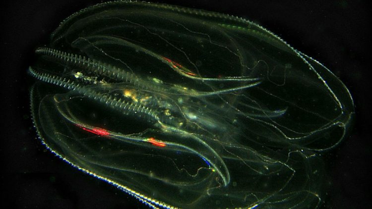 Invasive comb jellyfish in the Adriatic Sea are harming Italy’s anchovy population — Quartz