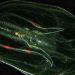 Invasive comb jellyfish in the Adriatic Sea are harming Italy’s anchovy population — Quartz
