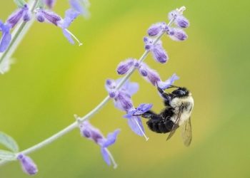 ‘Bee-Washing’ Hurts Bees and Misleads Consumers