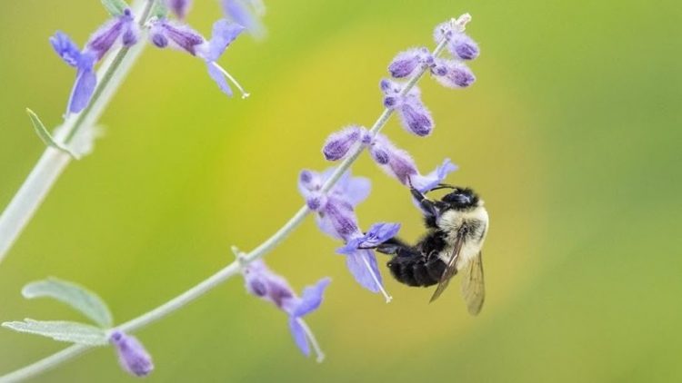 ‘Bee-Washing’ Hurts Bees and Misleads Consumers