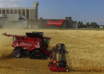 Farm to pint: How Anheuser-Busch cultivates its ingredients amid a changing climate and consumer