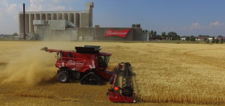 Farm to pint: How Anheuser-Busch cultivates its ingredients amid a changing climate and consumer