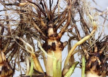 Illinois crop pathologists and entomologists publish 2019 field research results