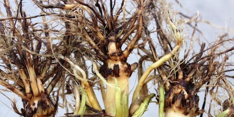 Illinois crop pathologists and entomologists publish 2019 field research results