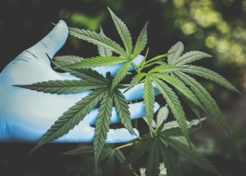Sativa Group Significant progress in 2019