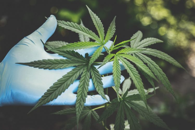 Sativa Group Significant progress in 2019