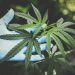 Sativa Group Significant progress in 2019