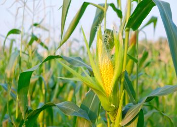 AI Algorithm Improves Crop Yield Prediction
