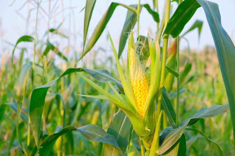 AI Algorithm Improves Crop Yield Prediction