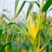 AI Algorithm Improves Crop Yield Prediction