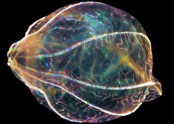 Scientists investigate how ‘aliens of the sea’ can regrow their brains