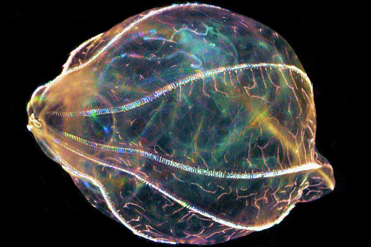 Scientists investigate how ‘aliens of the sea’ can regrow their brains