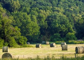 Producers have an extended deadline for forage insurance survey