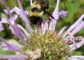 Innovative Research to Improve Bumble Bee Habitat