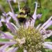 Innovative Research to Improve Bumble Bee Habitat
