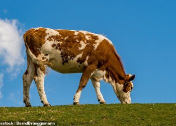 British beef returns to American supermarkets and restaurants for the first time in 24 years