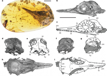 Hummingbird-sized dinosaur from the Cretaceous period of Myanmar