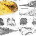 Hummingbird-sized dinosaur from the Cretaceous period of Myanmar