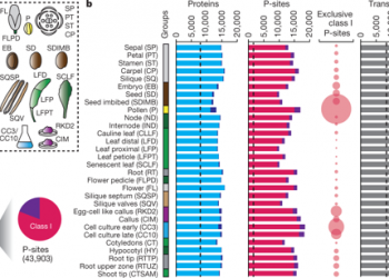 Mass-spectrometry-based draft of the Arabidopsis proteome