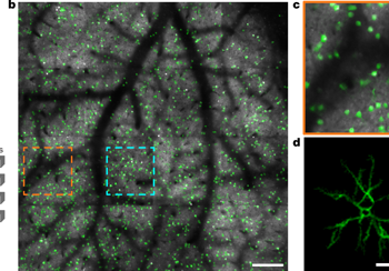 Fundamental bounds on the fidelity of sensory cortical coding