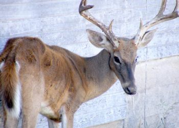 Ag Secretary announces funding to combat Chronic Wasting Disease among PA deer | News