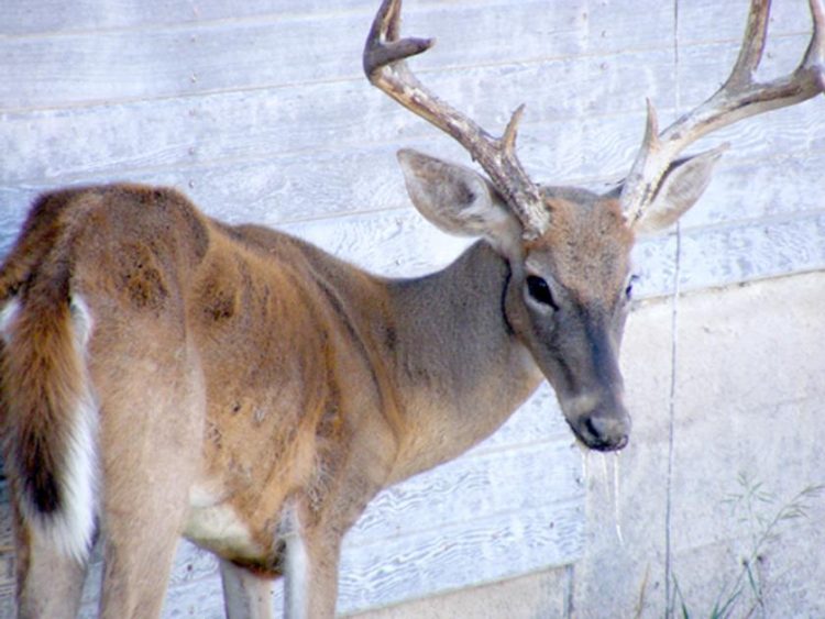 Ag Secretary announces funding to combat Chronic Wasting Disease among PA deer | News