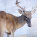 Ag Secretary announces funding to combat Chronic Wasting Disease among PA deer | News