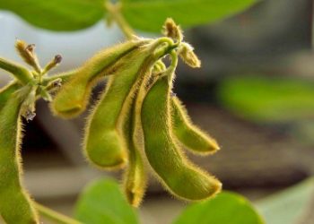 Crop-insurance prices decline | AG