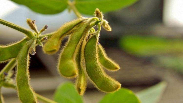 Crop-insurance prices decline | AG