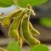 Crop-insurance prices decline | AG