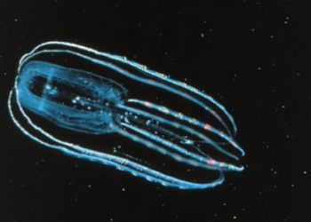 Could comb jellies, close cousins of jellyfish, be the earliest ancestors of animals? | Vanderbilt News