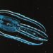 Could comb jellies, close cousins of jellyfish, be the earliest ancestors of animals? | Vanderbilt News