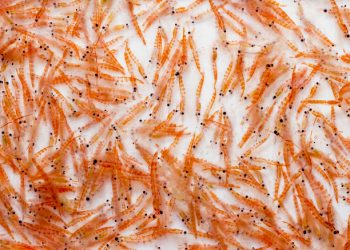Aker writes new chapter in krill story casting it as choline source