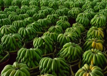 Banana meal provides novel alternative in select aquaculture feeds