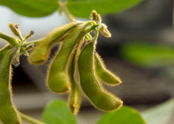 Crop Insurance Guarantees Fall in 2020