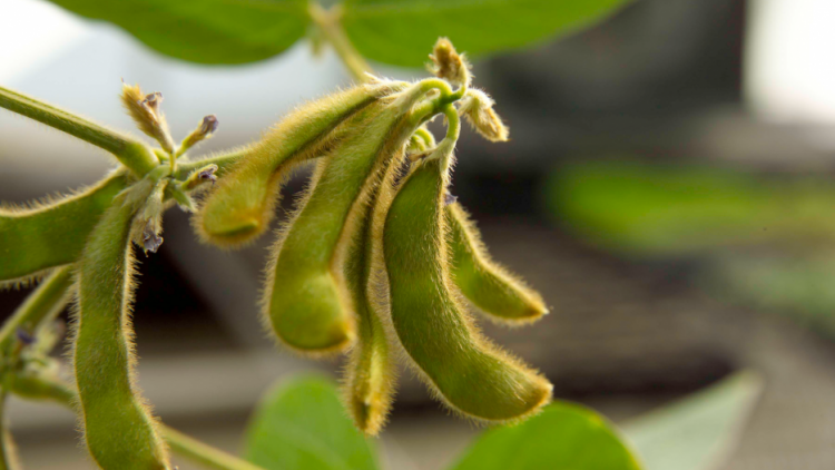 Crop Insurance Guarantees Fall in 2020