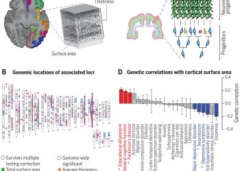 The genetic architecture of the human cerebral cortex