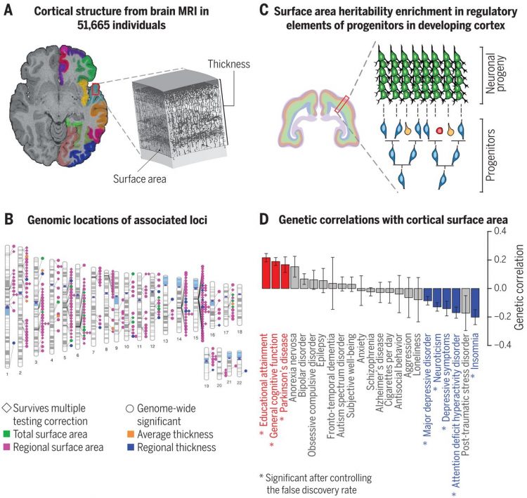 The genetic architecture of the human cerebral cortex
