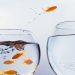 How to Achieve Resilient Growth Throughout the Business Cycle