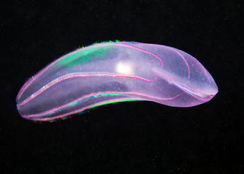The rainbow-covered animal with a dark side